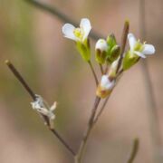 Cress, Mouse-ear/Thale