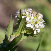 Peppergrass, English