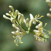 Honeysuckle, Chaparral