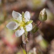 Sandwort, California