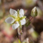Sandwort, California