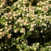 Coyote Brush, Dwarf