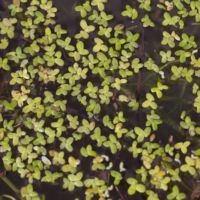 Duckweed, Lesser
