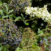 Elderberry, Blue