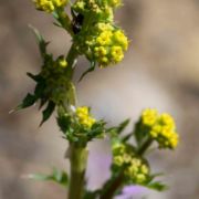 Gambleweed/Pacific Sanicle