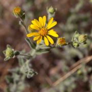 Goldenaster, Bristly