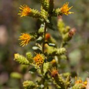 Goldenbush, Sawtooth