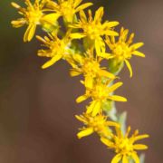 Goldenrod, California