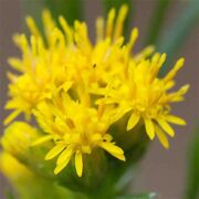 Goldenrod, Grass-leaved Western
