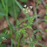 Hedge-parsley, Field