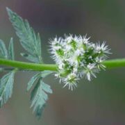 Hedge-parsley, Knotted