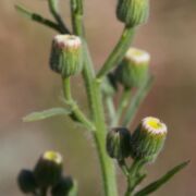 Horseweed, Flax-leaved