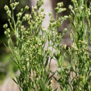Horseweed, Tropical