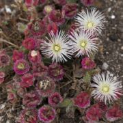 Ice-plant, Common