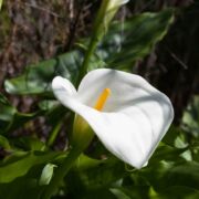 Calla-lily