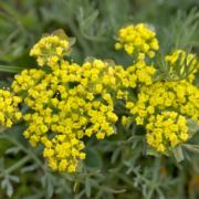 Lomatium, various