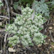 Lomatium, Woolly-fruited