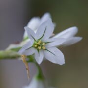 Onion, Three-cornered