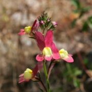 Toadflax, Split-lip