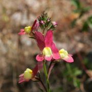 Toadflax, Split-lip