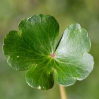 Pennywort, Floating Marsh