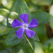 Periwinkle