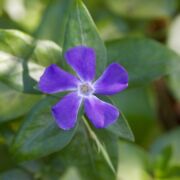 Periwinkle