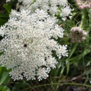 Queen Anne's Lace