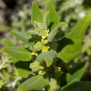 Spinach, New Zealand