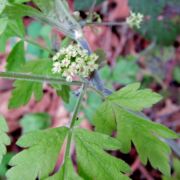 Sweet Cicely, California