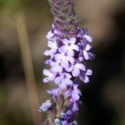 Vervain, Western