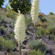 Yucca, Chaparral
