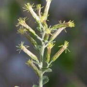 Brickellbush, California