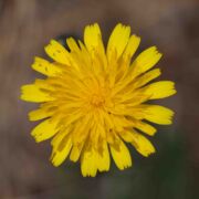 Cat's Ear, Hairy Cat's Ear, Hairy