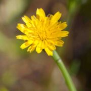 Cat's Ear, Smooth Cat's ear, Smooth