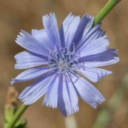 Chicory