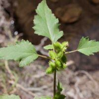 Cocklebur, Common Cocklebur, Common