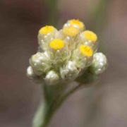 Cotton-batting Plant