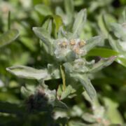 Cudweed, Lowland