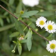 Daisy, Santa Barbara