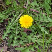 Dandelion, Common