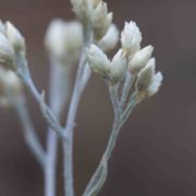 Everlasting, Fragrant