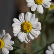 Feverfew