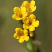 Fiddleneck, Common