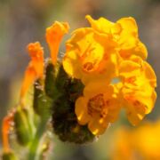 Fiddleneck, Douglas'