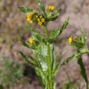 Fiddleneck, Seaside
