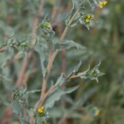 Fiddleneck, Waxy