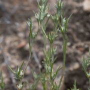 Filago, Narrow-leaved