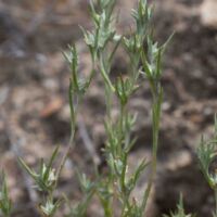 Filago, Narrow-leaved