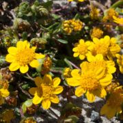 Goldfields, Maritime